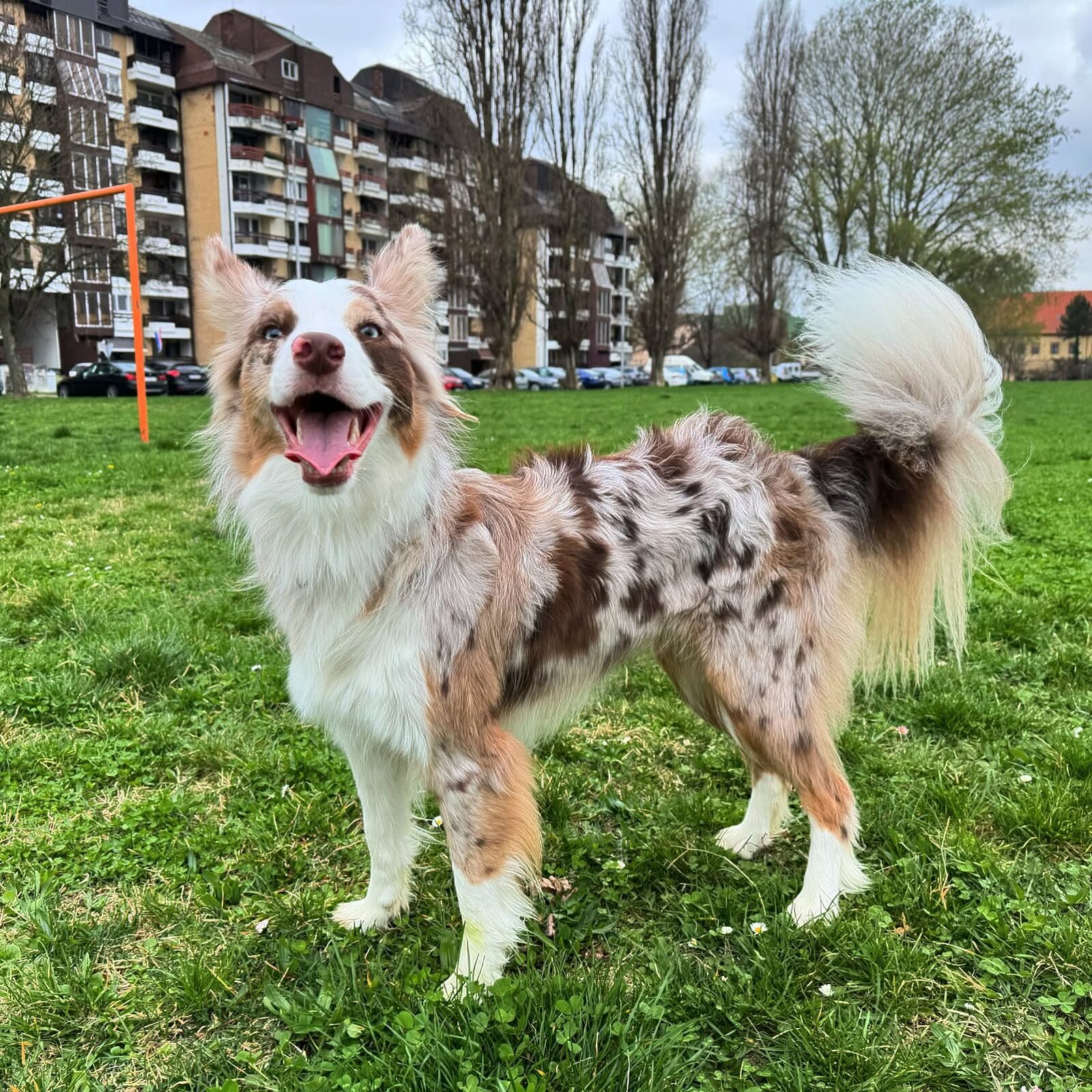 Beila, border collie
