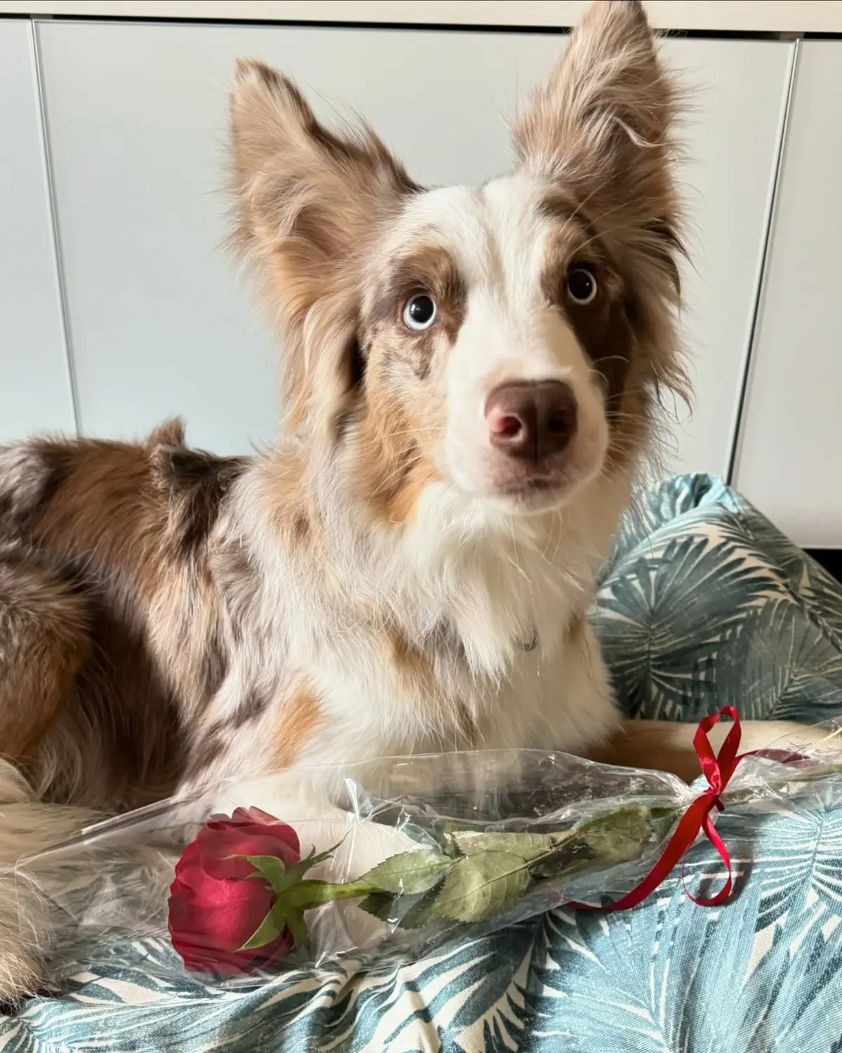 From House of Sparkle Border Collie — 40