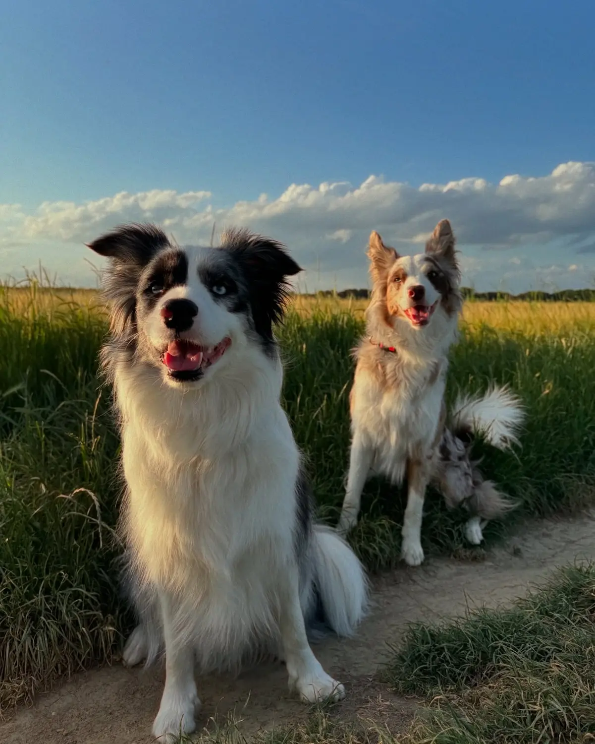 From House of Sparkle Border Collie — 3