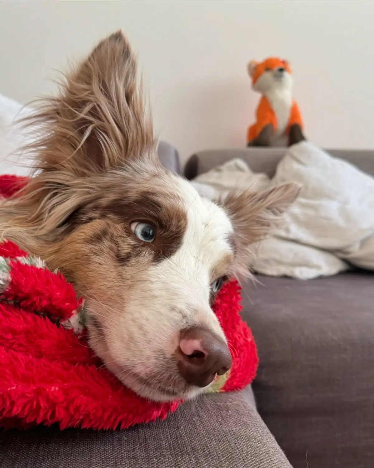 From House of Sparkle Border Collie — 41
