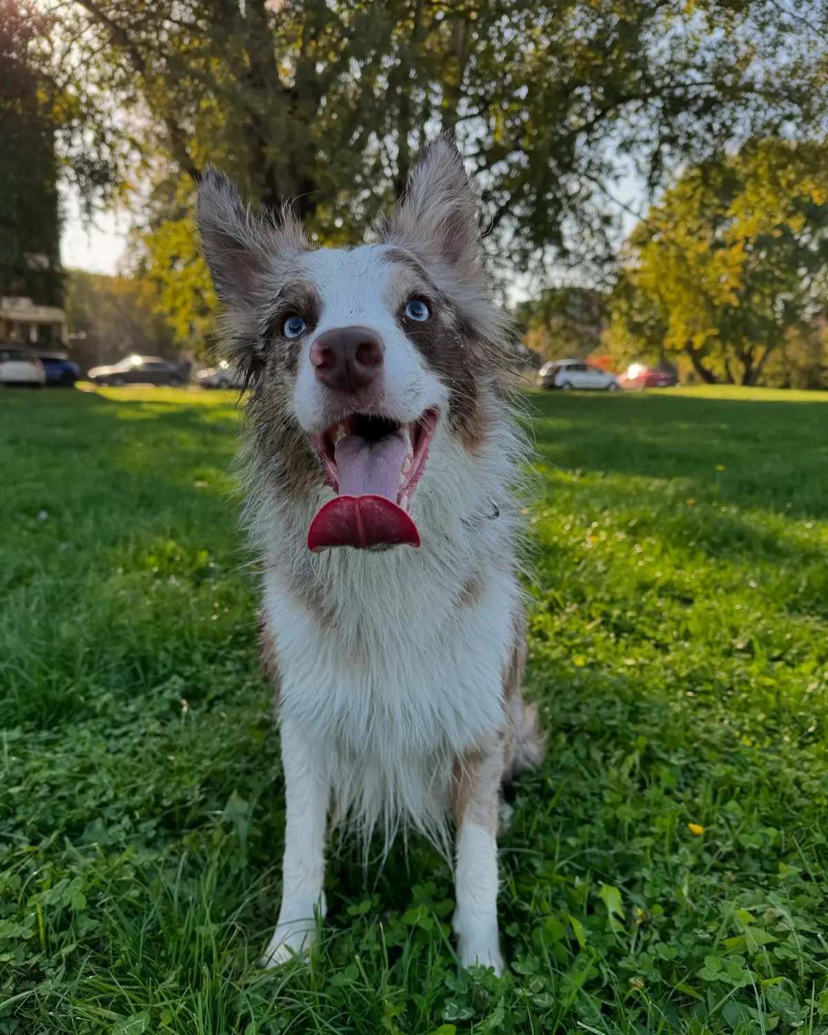 From House of Sparkle Border Collie — 42