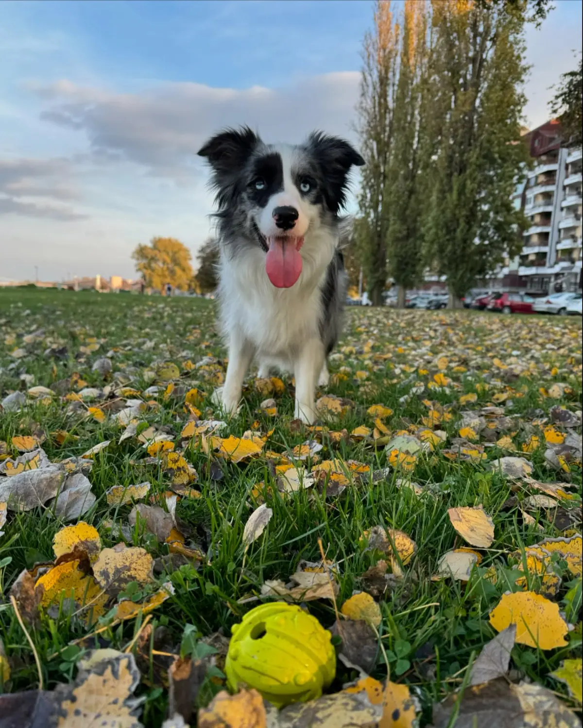 From House of Sparkle Border Collie — 14
