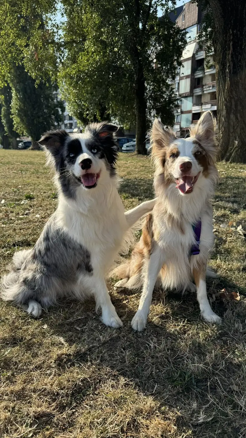 From House of Sparkle Border Collie — 4