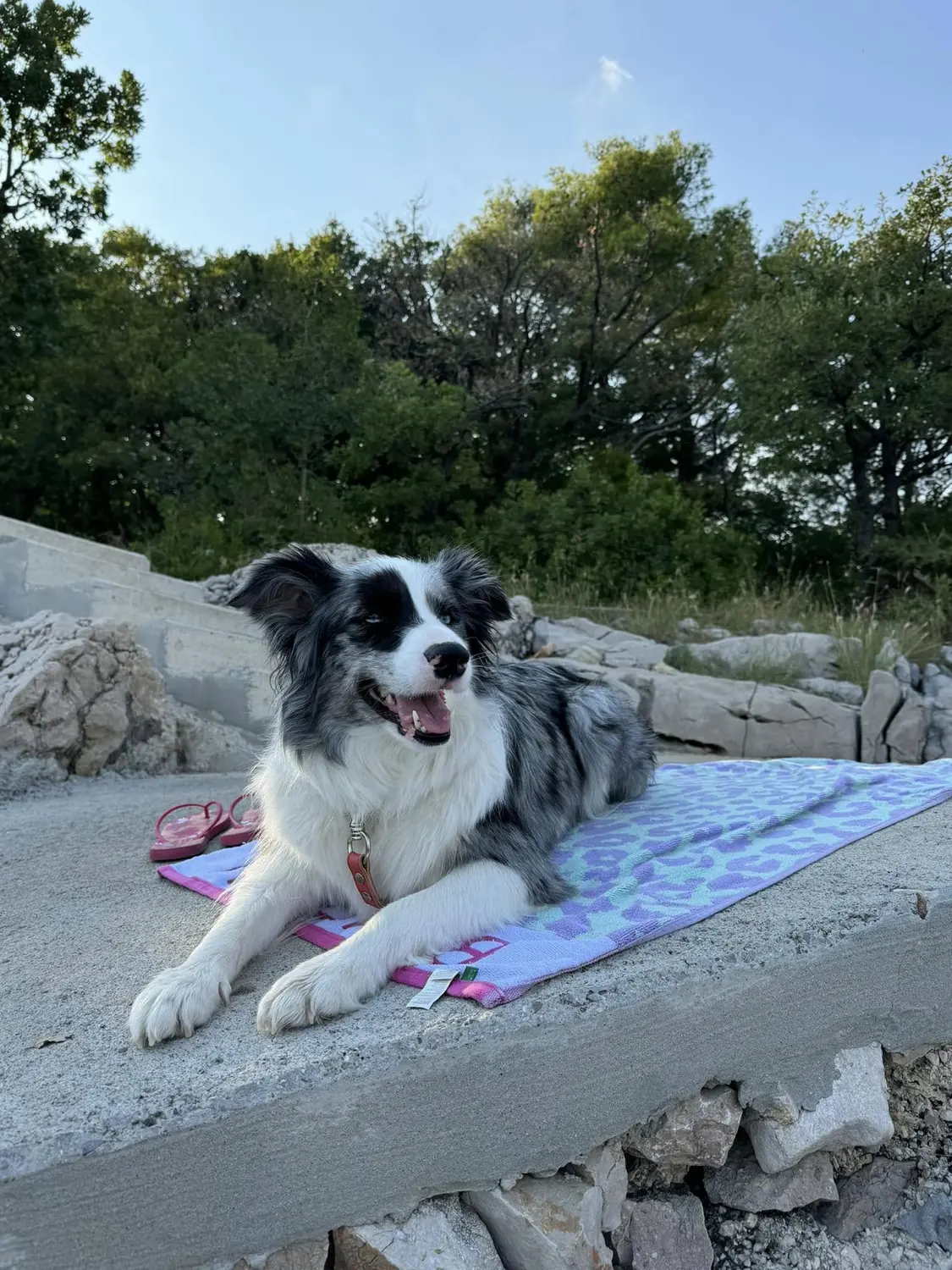 From House of Sparkle Border Collie — 15