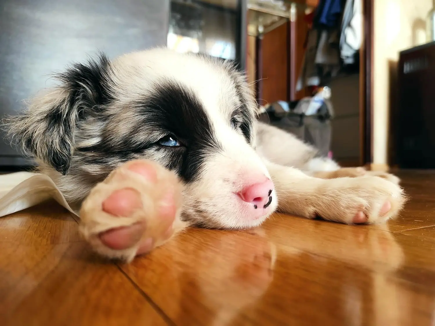 From House of Sparkle Border Collie — 16