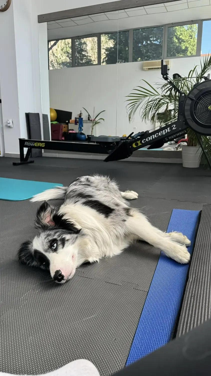 From House of Sparkle Border Collie — 17