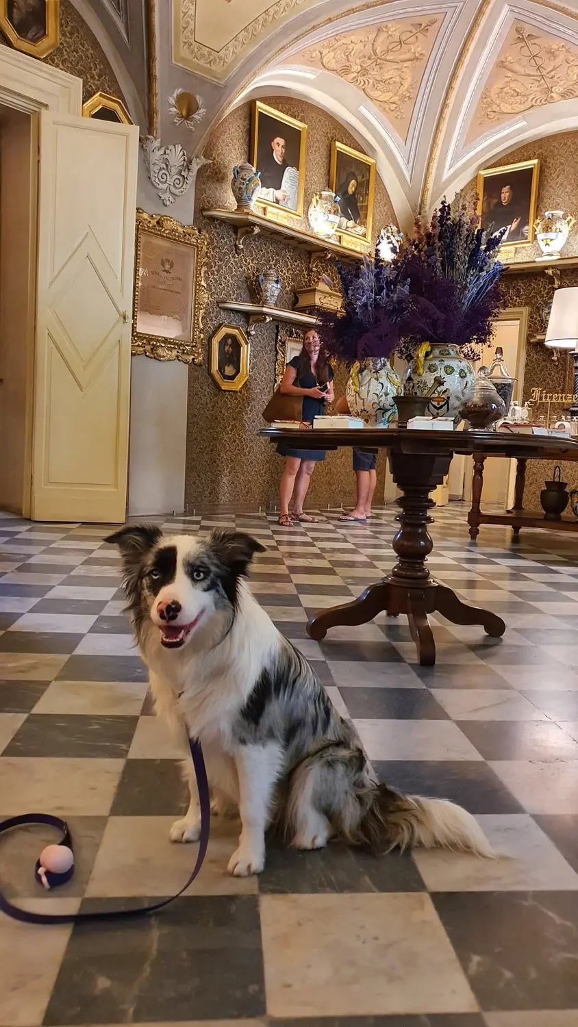 From House of Sparkle Border Collie — 20