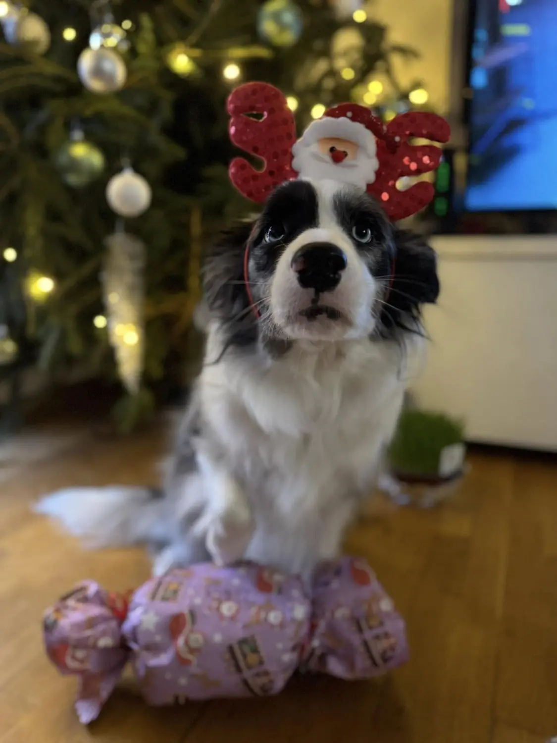From House of Sparkle Border Collie — 21