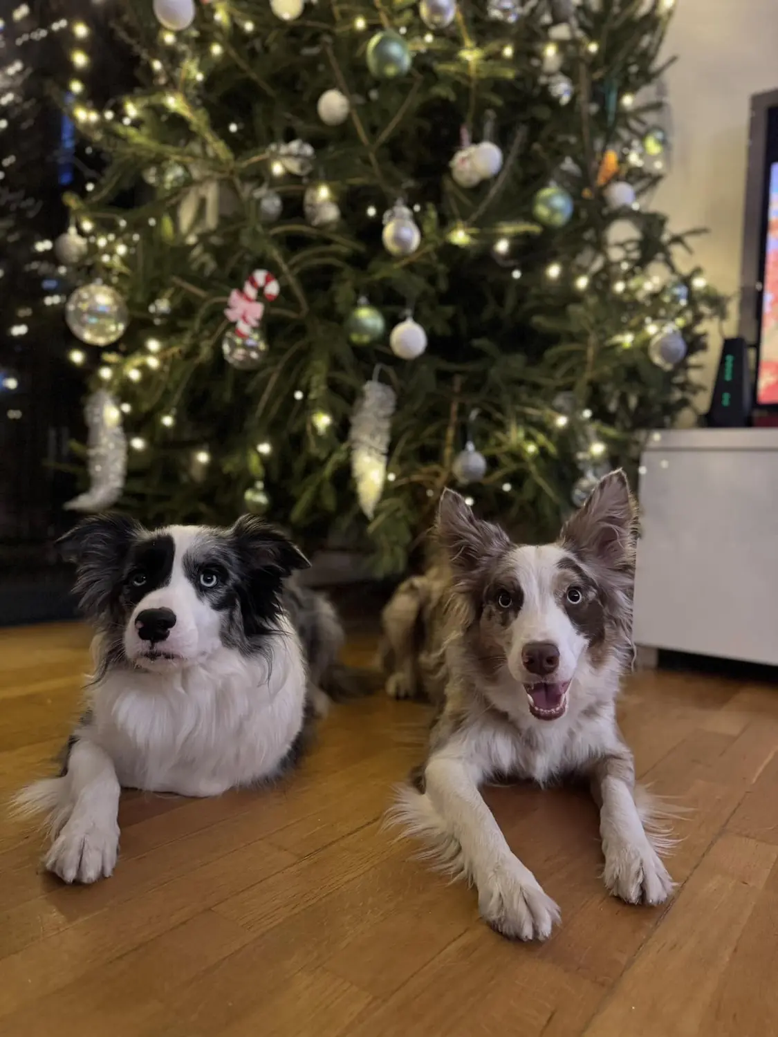 From House of Sparkle Border Collie — 6