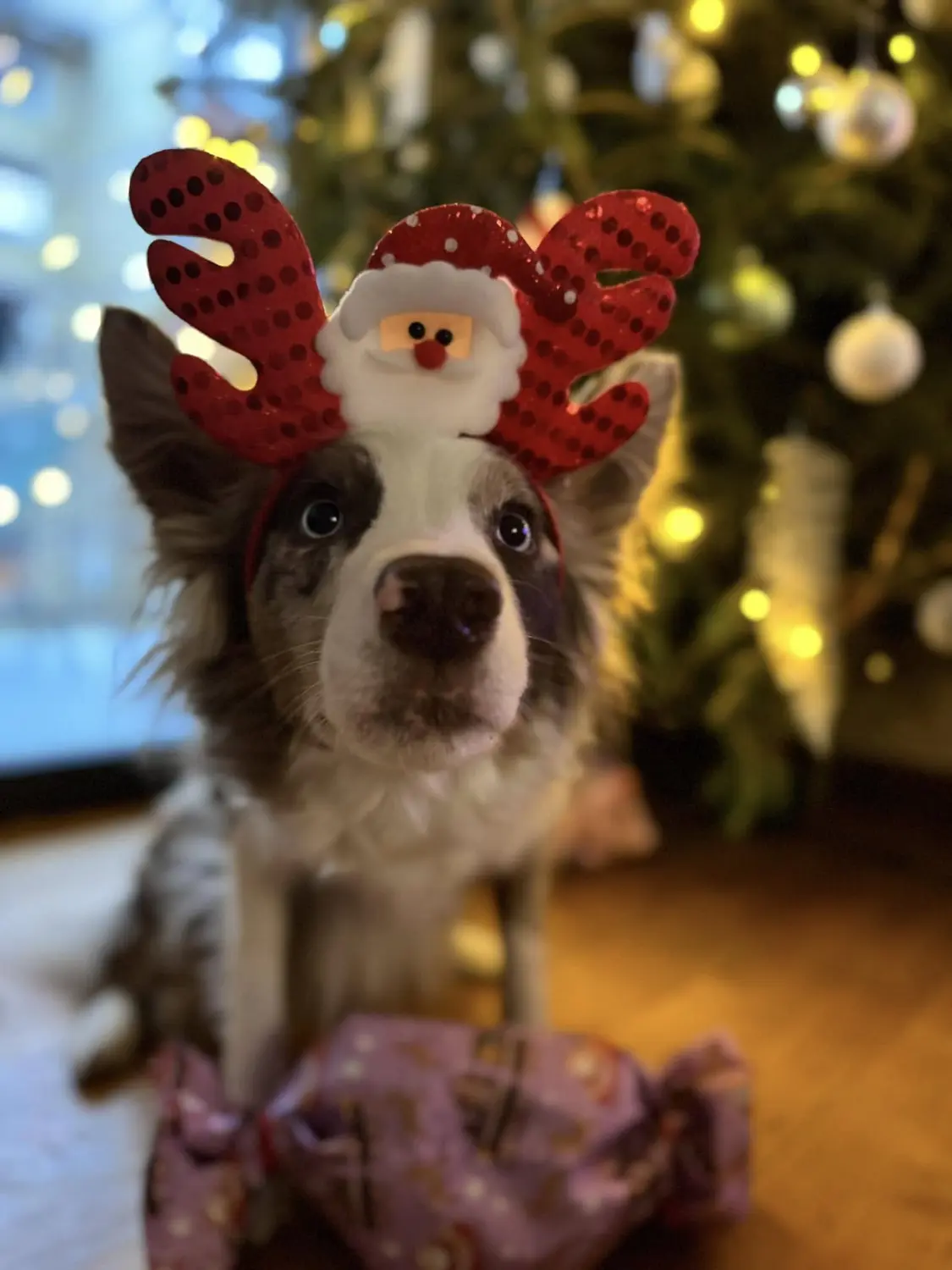 From House of Sparkle Border Collie — 45