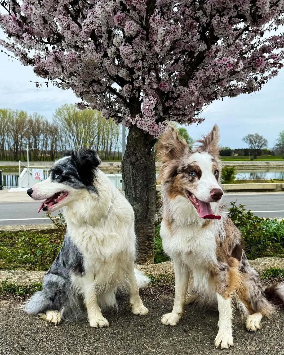 From House of Sparkle Border Collie — 7