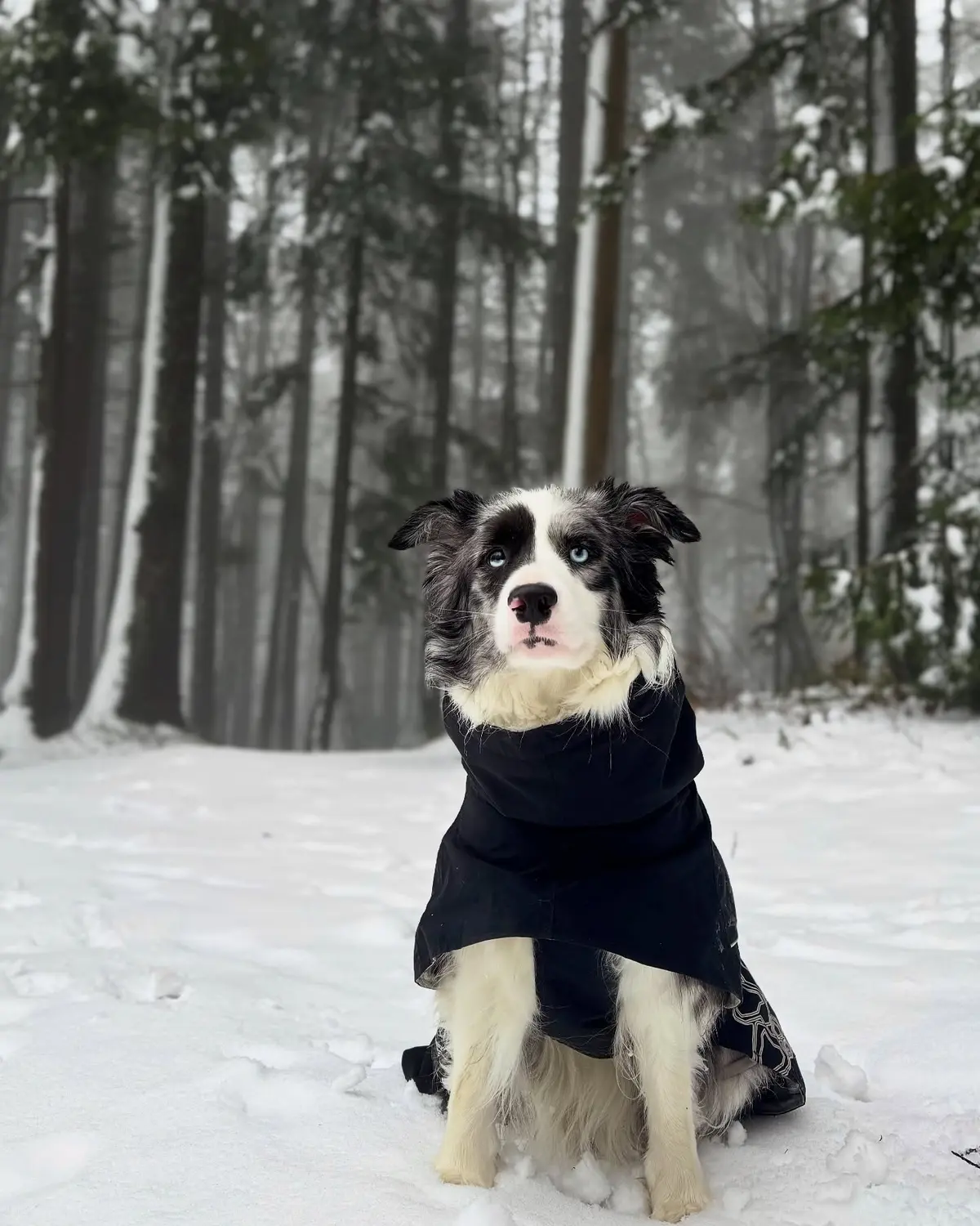 From House of Sparkle Border Collie — 23