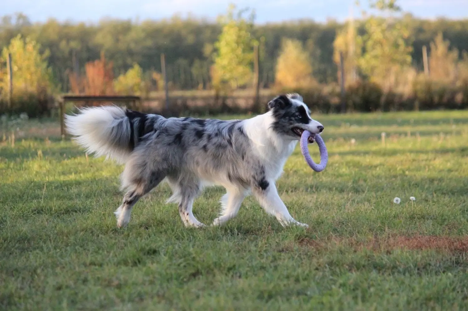 From House of Sparkle Border Collie — 24