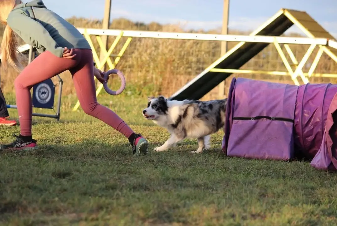 From House of Sparkle Border Collie — 26