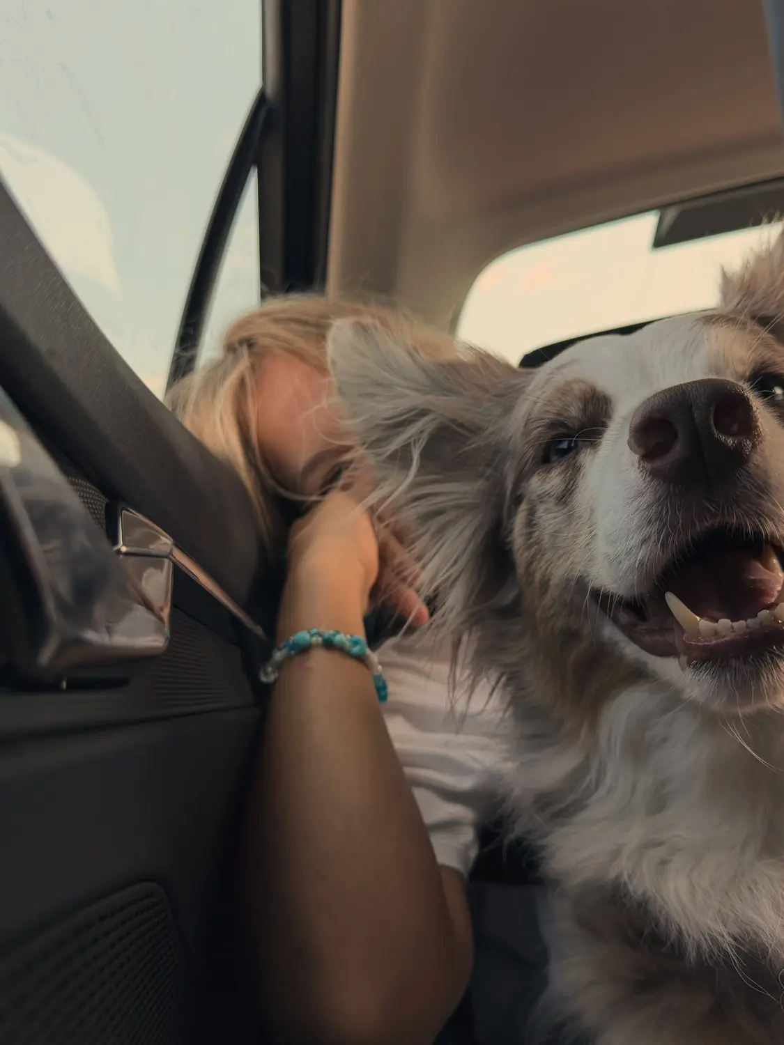 From House of Sparkle Border Collie — 27