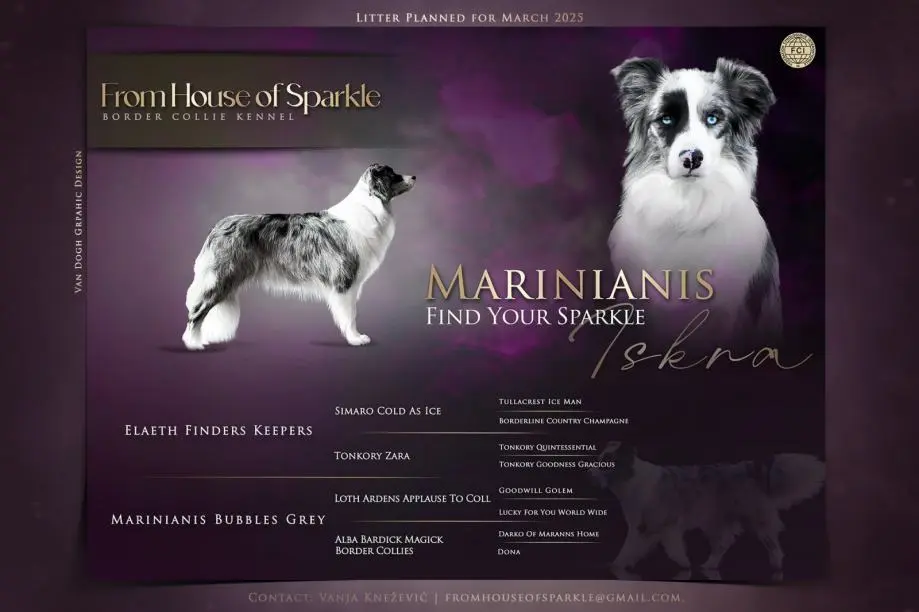 From House of Sparkle Border Collie — 29