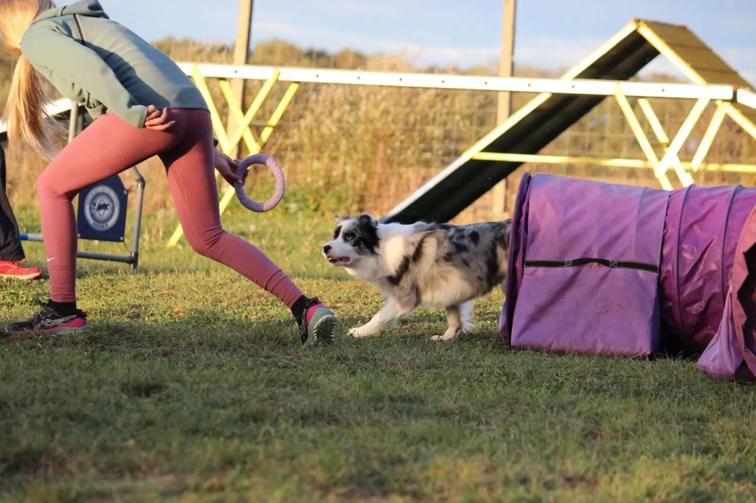 From House of Sparkle Border Collie — 30