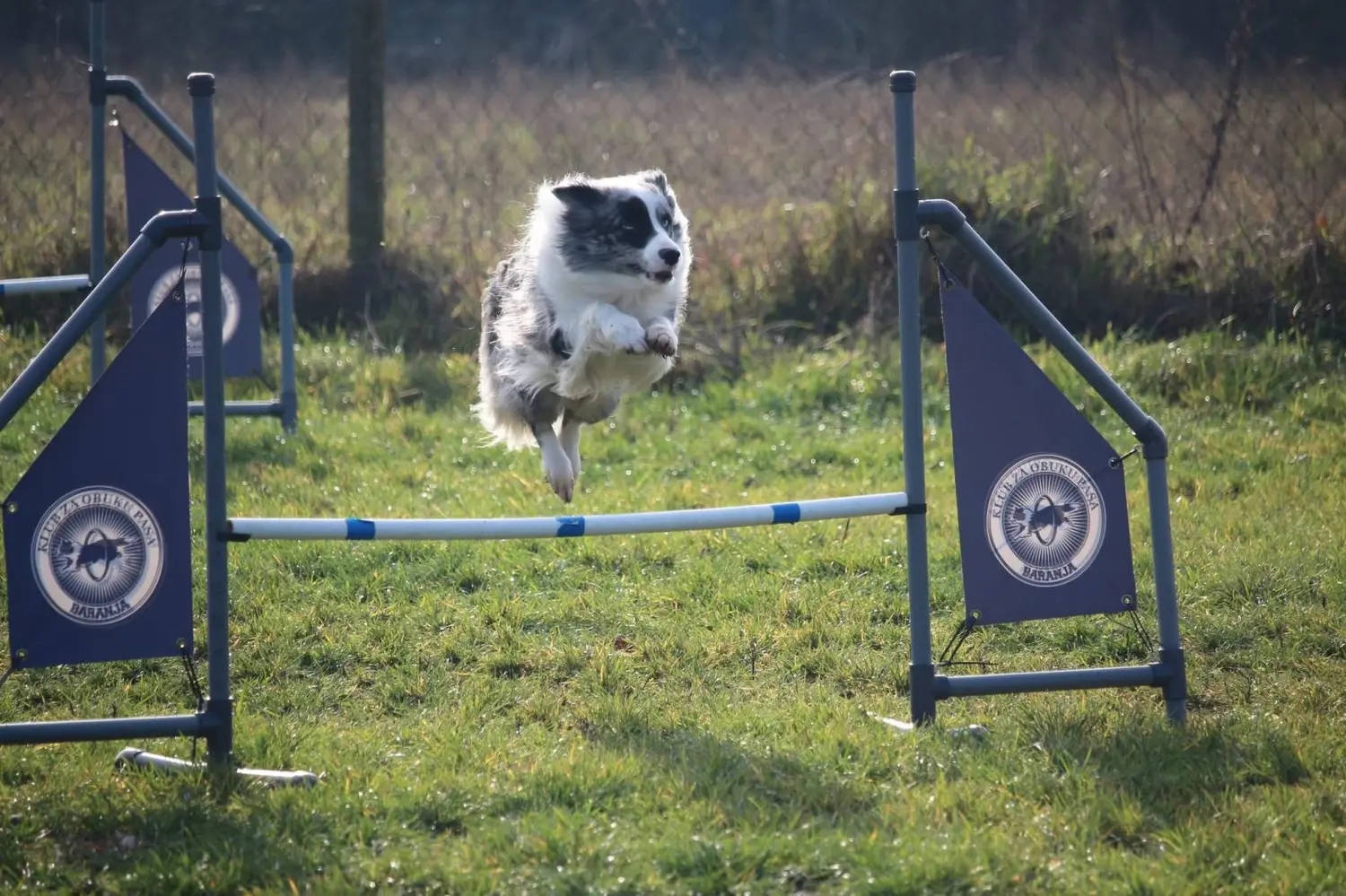 From House of Sparkle Border Collie — 33