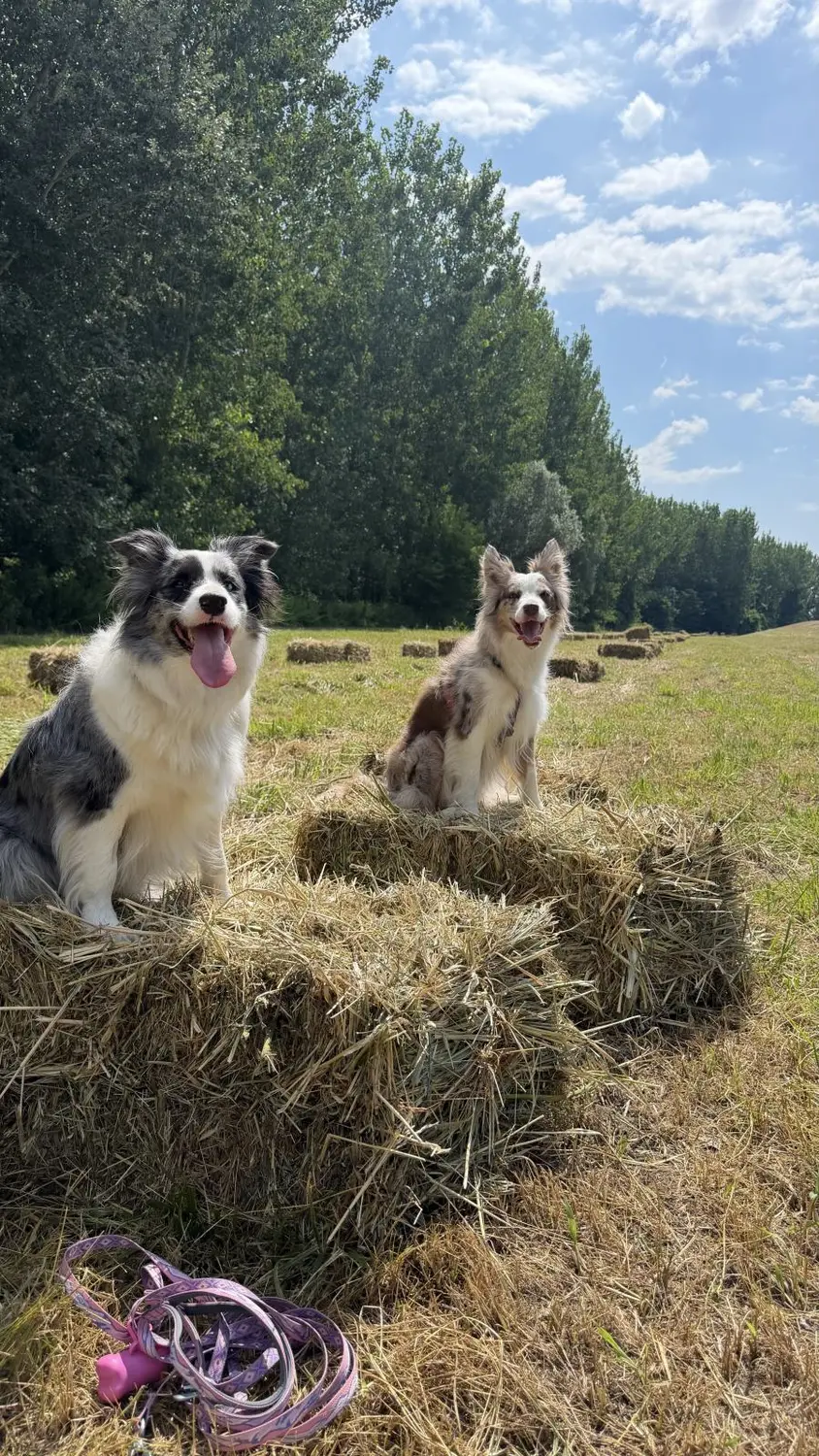 From House of Sparkle Border Collie — 37